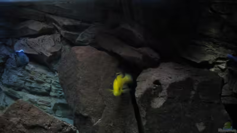 Dekoration im Aquarium Ufernahe Übergangszone von The Duke of woods (16)