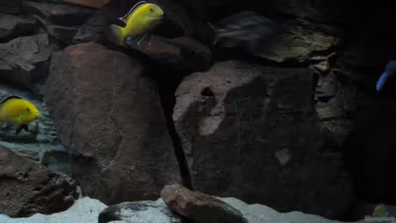 Dekoration im Aquarium Ufernahe Übergangszone von The Duke of woods (17)