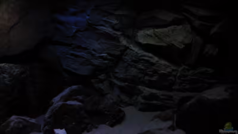 Dekoration im Aquarium Ufernahe Übergangszone von The Duke of woods (18)