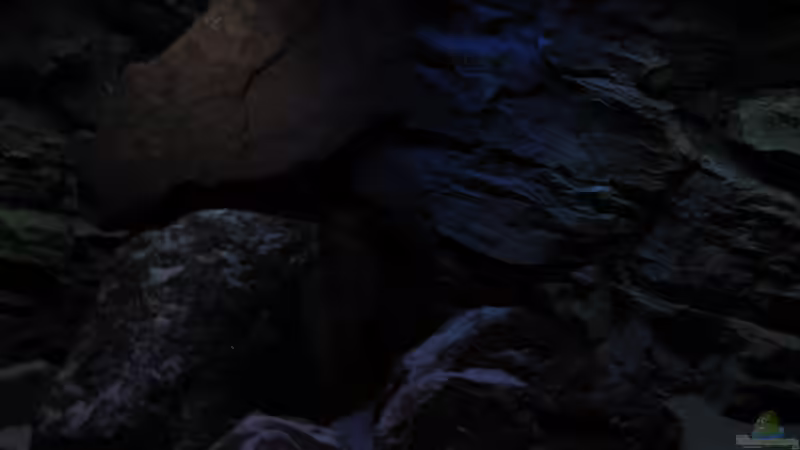 Dekoration im Aquarium Ufernahe Übergangszone von The Duke of woods (19)