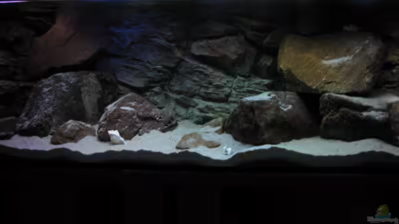 Dekoration im Aquarium Ufernahe Übergangszone von The Duke of woods (20)