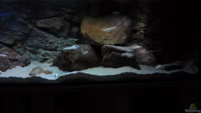 Dekoration im Aquarium Ufernahe Übergangszone von The Duke of woods (21)