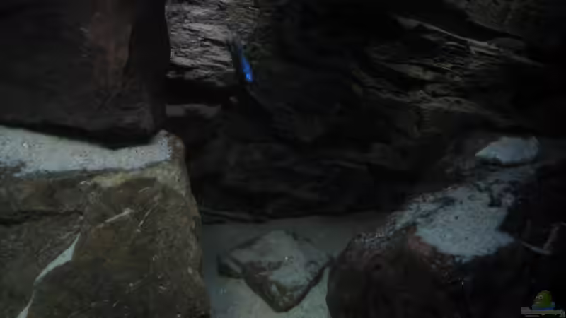 Dekoration im Aquarium Ufernahe Übergangszone von The Duke of woods (22)