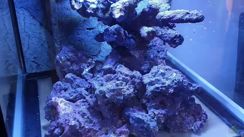 Dekoration im Aquarium Unreal • Fancy • Magic von Tim1979 (6)