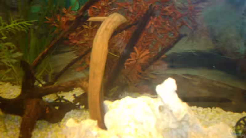 Dekoration im Aquarium Unser kleines Becken von Elbfan (11)