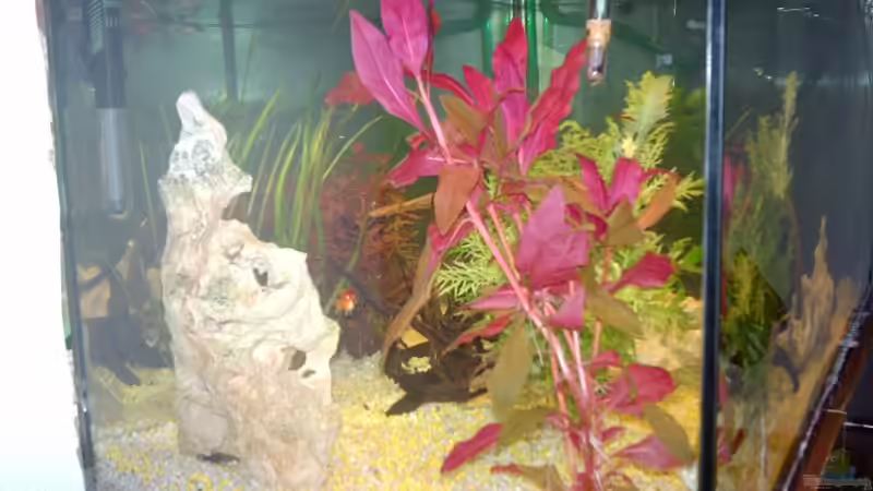 Dekoration im Aquarium Unser kleines Becken von Elbfan (12)