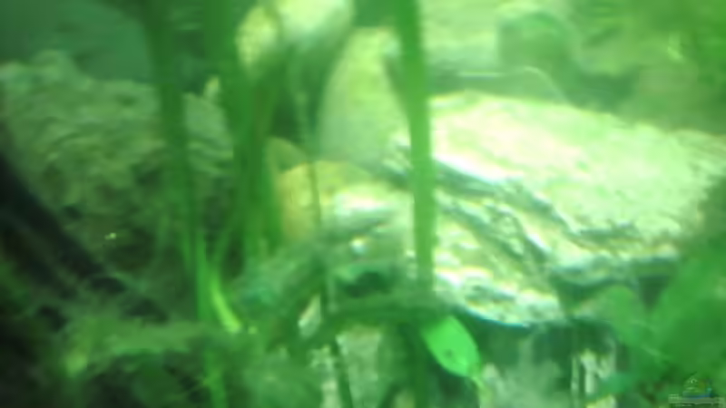 Dekoration im Aquarium Unterwasserwelt von Leni Zahn (4)