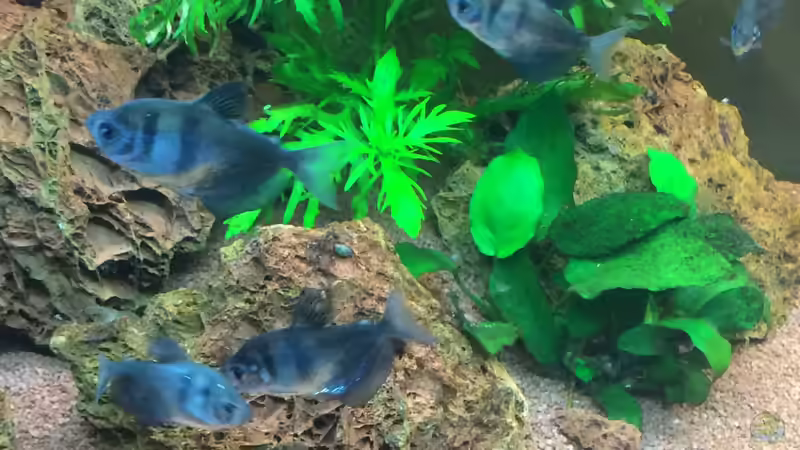 Dekoration im Aquarium Unterwasserwelt von Stephane (10)