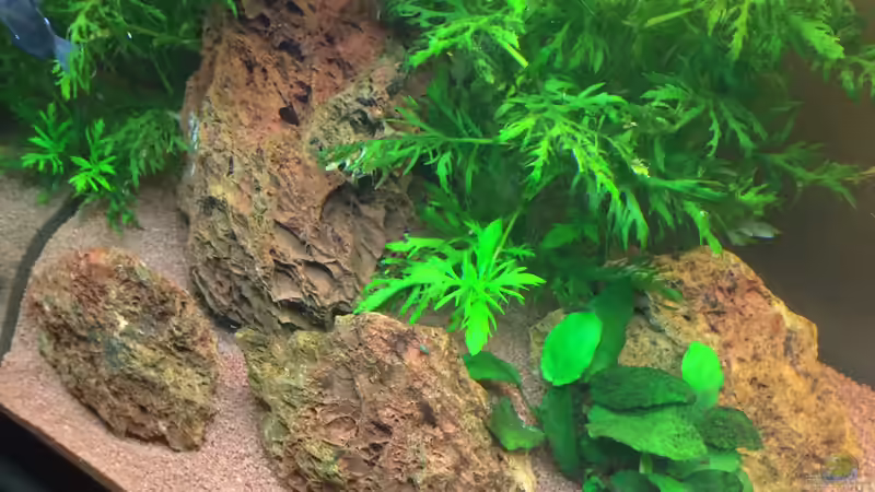 Dekoration im Aquarium Unterwasserwelt von Stephane (11)