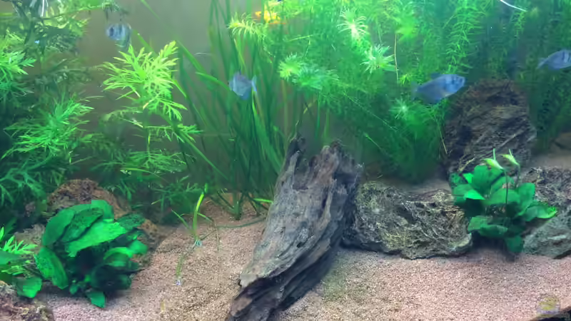 Dekoration im Aquarium Unterwasserwelt von Stephane (13)