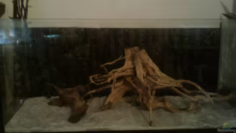 Dekoration im Aquarium Urwaldbach (aufgelöst) von Zugbremser72 (5)