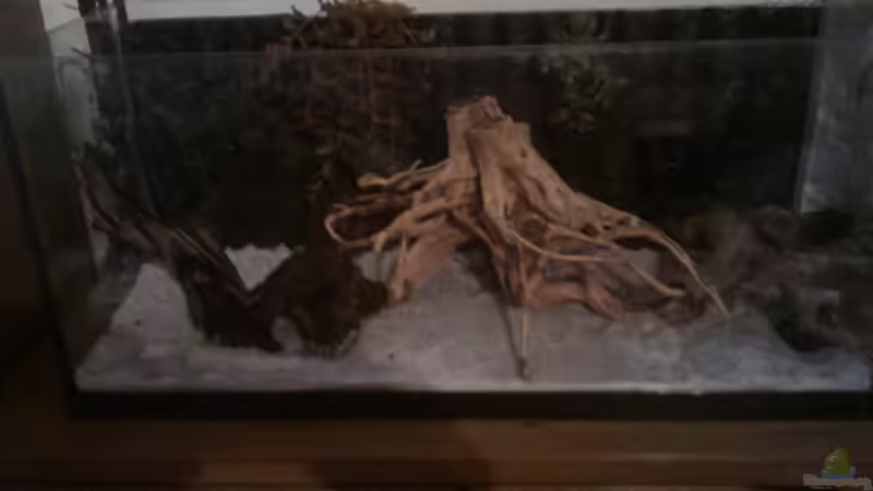 Dekoration im Aquarium Urwaldbach (aufgelöst) von Zugbremser72 (7)