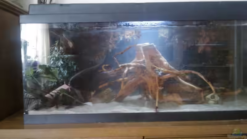 Dekoration im Aquarium Urwaldbach (aufgelöst) von Zugbremser72 (8)