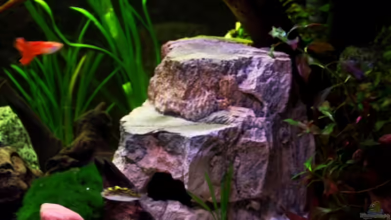Dekoration im Aquarium Usedom Becken(altes Beispiel) von Marcel-Usedom (11)