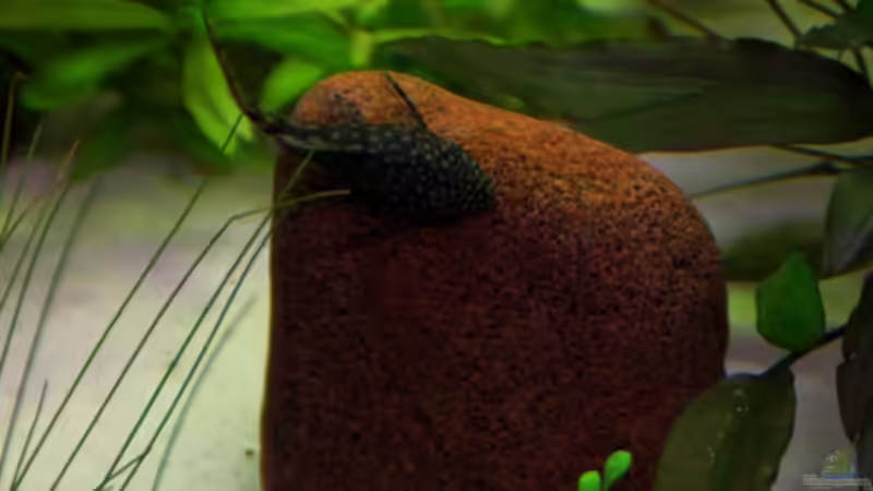 Dekoration im Aquarium Usedom Becken(altes Beispiel) von Marcel-Usedom (12)