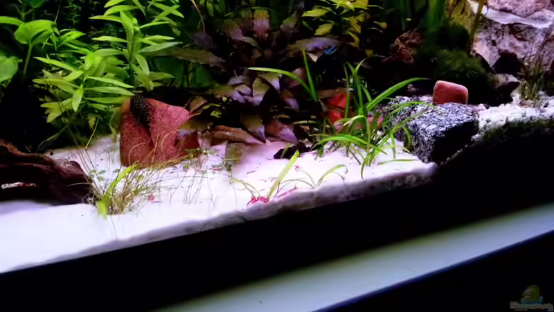 Dekoration im Aquarium Usedom Becken(altes Beispiel) von Marcel-Usedom (13)