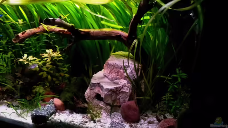 Dekoration im Aquarium Usedom Becken(altes Beispiel) von Marcel-Usedom (14)