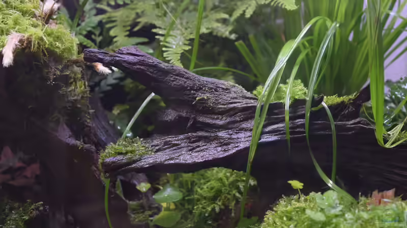 Dekoration im Aquarium Vampirhausen... Verkauft von Junglist (28)