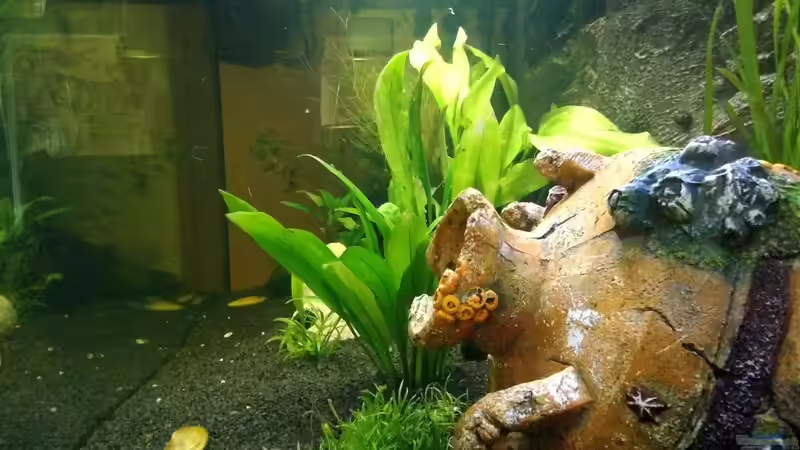 Dekoration im Aquarium Versunkene Welt von Tyrofijo (3)