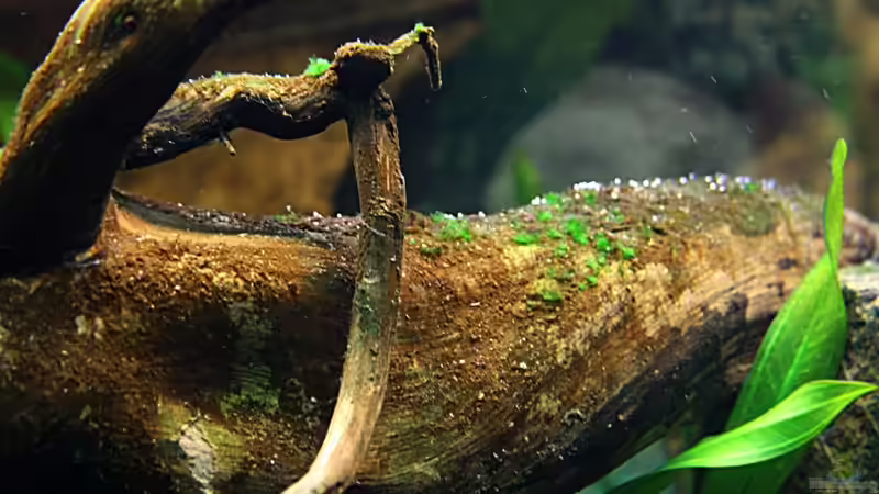 Dekoration im Aquarium Villa Kunterbunt von Sue (30)