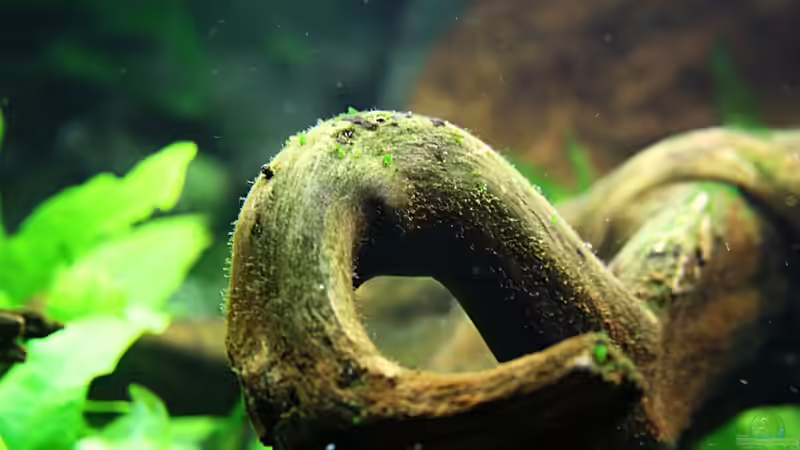 Dekoration im Aquarium Villa Kunterbunt von Sue (31)