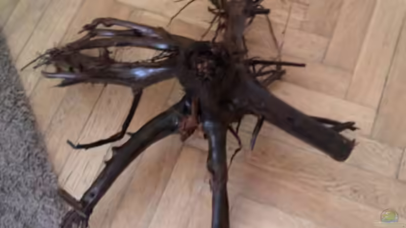 Dekoration im Aquarium vision 450 von Marko Miedl (3)