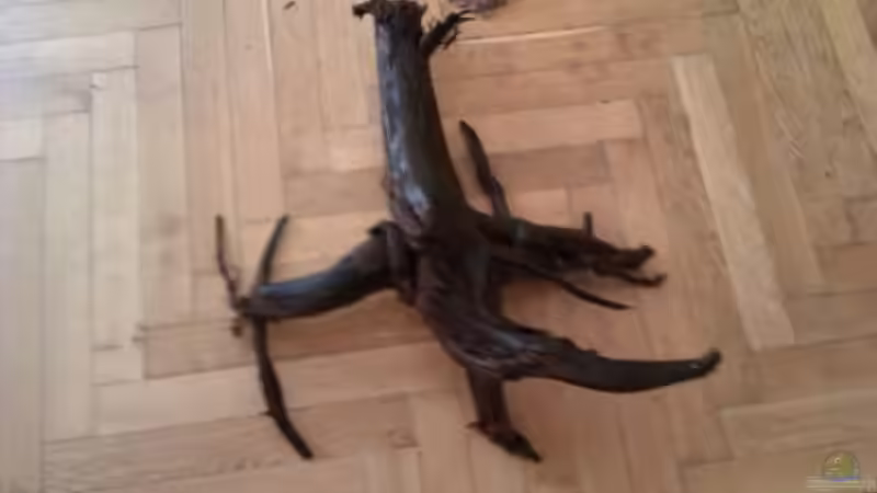 Dekoration im Aquarium vision 450 von Marko Miedl (4)