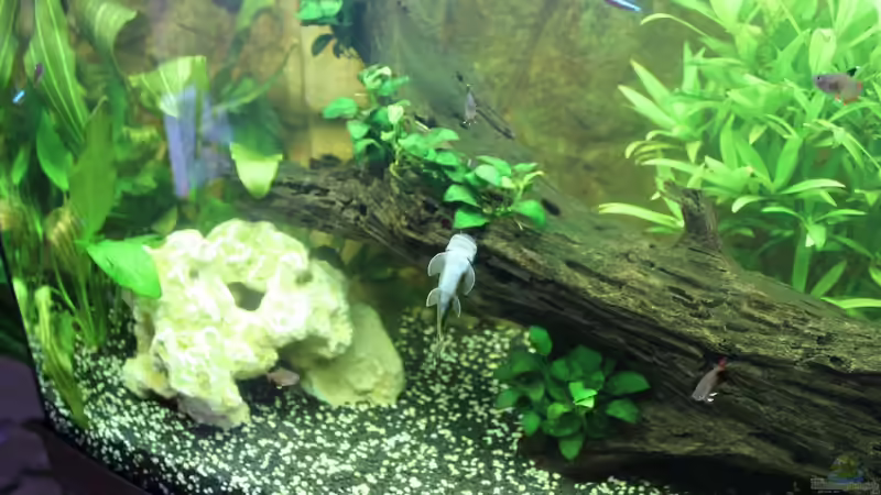 Dekoration im Aquarium Vision Becken von Felge (23)