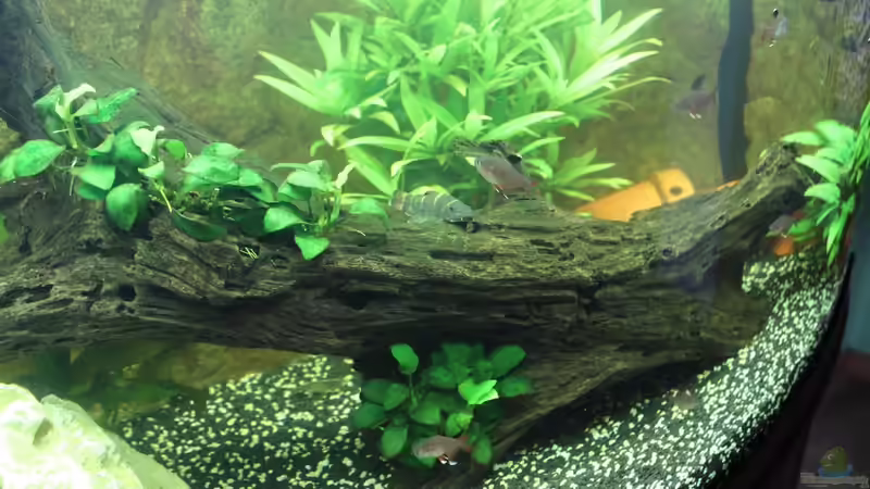 Dekoration im Aquarium Vision Becken von Felge (24)
