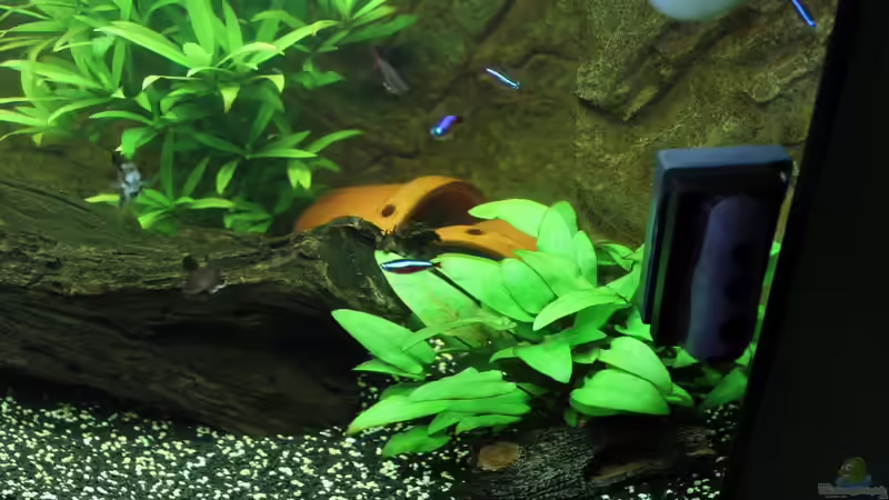 Dekoration im Aquarium Vision Becken von Felge (25)