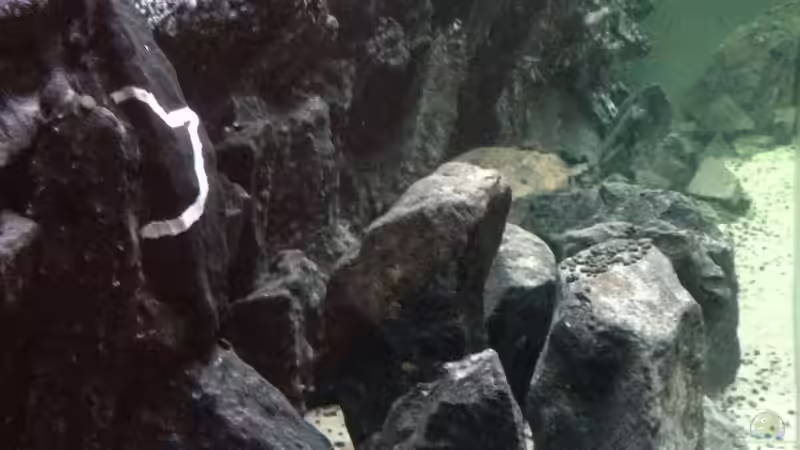 Dekoration im Aquarium Voralpen Afrika von Tobias Sanktjohanser (13)