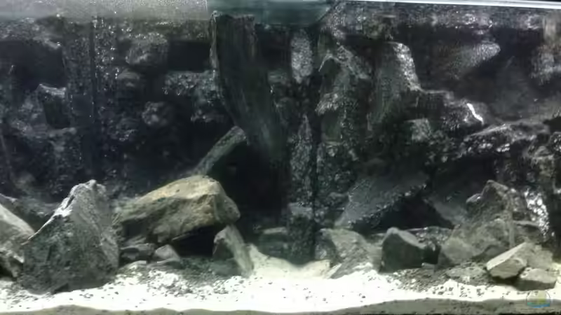 Dekoration im Aquarium Voralpen Afrika von Tobias Sanktjohanser (14)