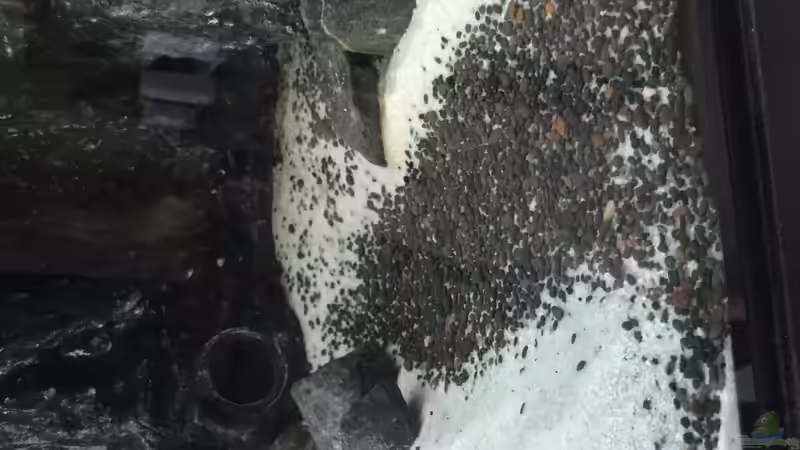 Dekoration im Aquarium Voralpen Afrika von Tobias Sanktjohanser (16)