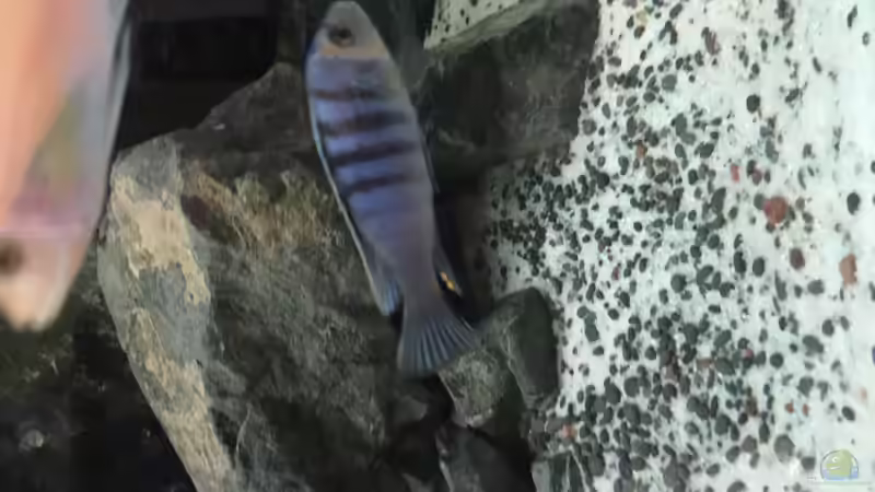 Dekoration im Aquarium Voralpen Afrika von Tobias Sanktjohanser (18)