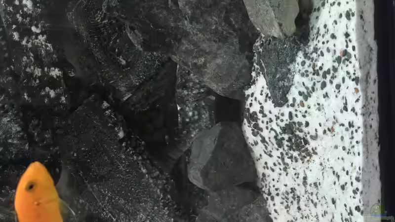 Dekoration im Aquarium Voralpen Afrika von Tobias Sanktjohanser (19)