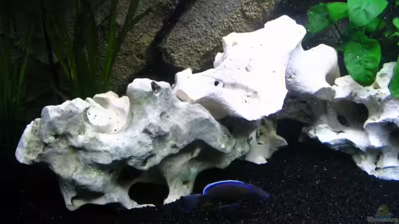 Dekoration im Aquarium Walhall von T H O R (18)