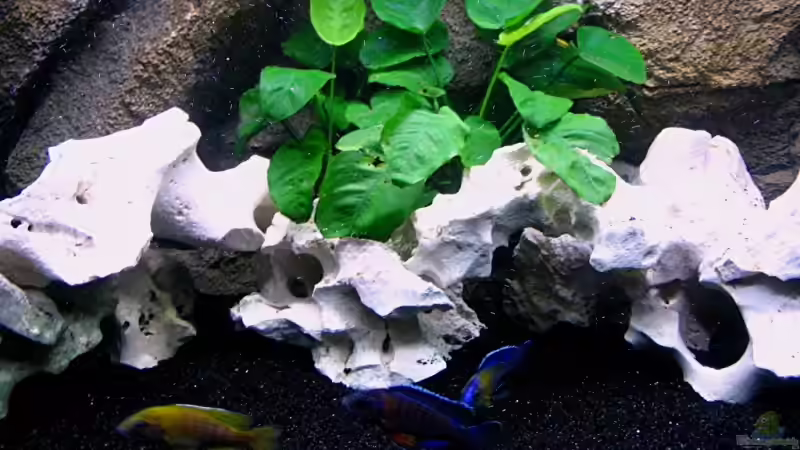 Dekoration im Aquarium Walhall von T H O R (19)