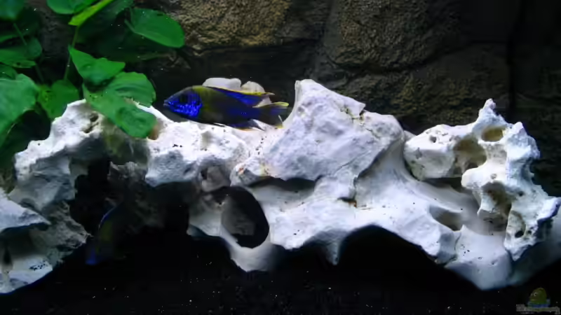 Dekoration im Aquarium Walhall von T H O R (21)