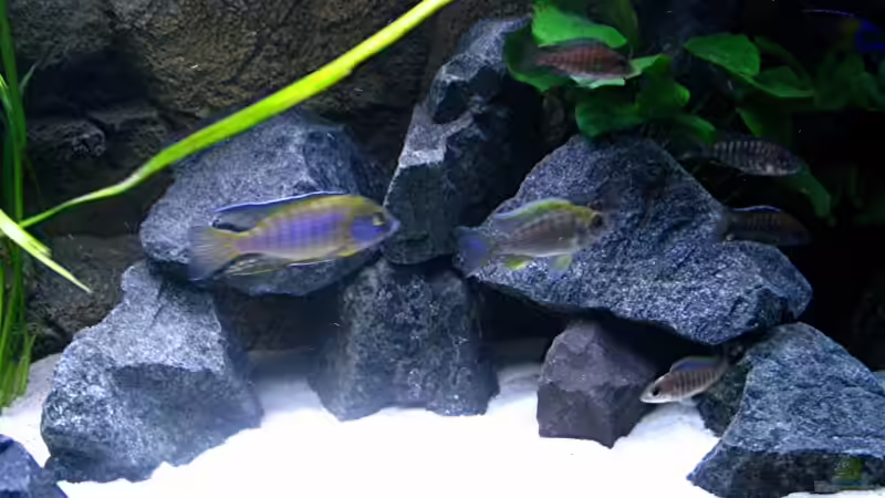 Dekoration im Aquarium Walhall von T H O R (24)