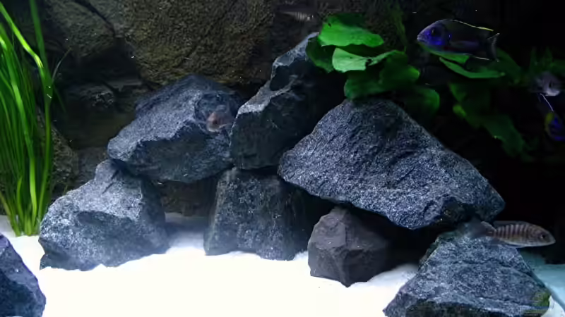 Dekoration im Aquarium Walhall von T H O R (25)