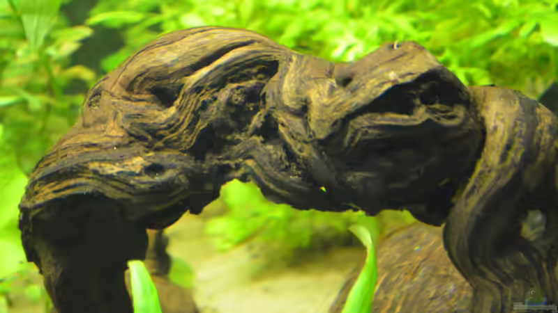 Dekoration im Aquarium Waterworld von gefjon (15)