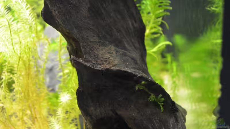 Dekoration im Aquarium Waterworld von gefjon (17)