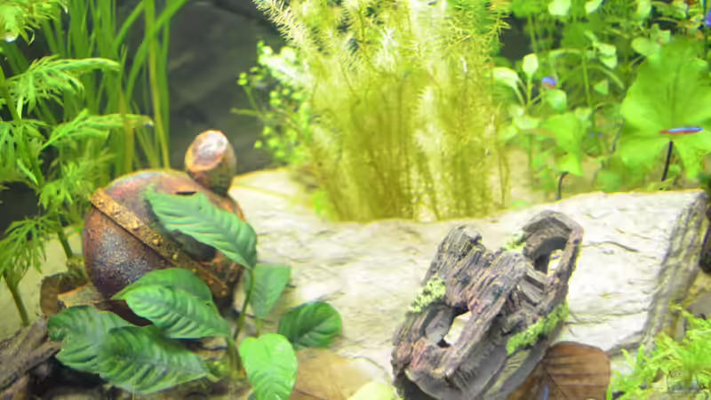 Dekoration im Aquarium Waterworld von gefjon (19)