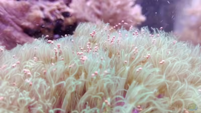 Dekoration im Aquarium Weichkorallenbecken von Torsten Bullmahn (33)