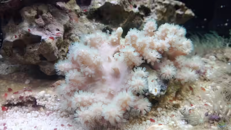 Dekoration im Aquarium Weichkorallenbecken von Torsten Bullmahn (34)