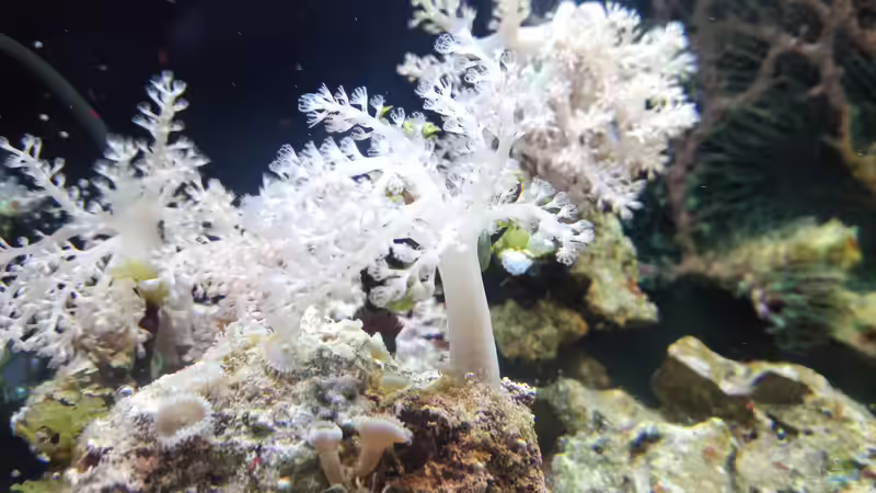 Dekoration im Aquarium Weichkorallenbecken von Torsten Bullmahn (35)