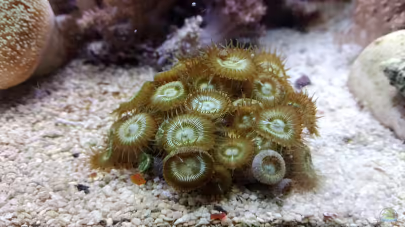 Dekoration im Aquarium Weichkorallenbecken von Torsten Bullmahn (36)