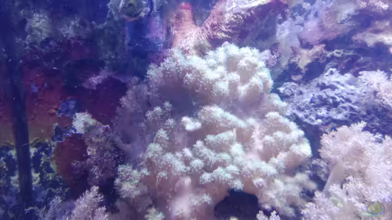 Dekoration im Aquarium Weichkorallenbecken von Torsten Bullmahn (38)