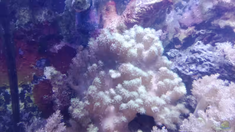 Dekoration im Aquarium Weichkorallenbecken von Torsten Bullmahn (39)