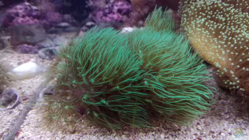 Dekoration im Aquarium Weichkorallenbecken von Torsten Bullmahn (40)